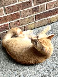Found/Stray Male Cat last seen Near Four seasons dr Mason Ohio 45040, Mason, OH 45040