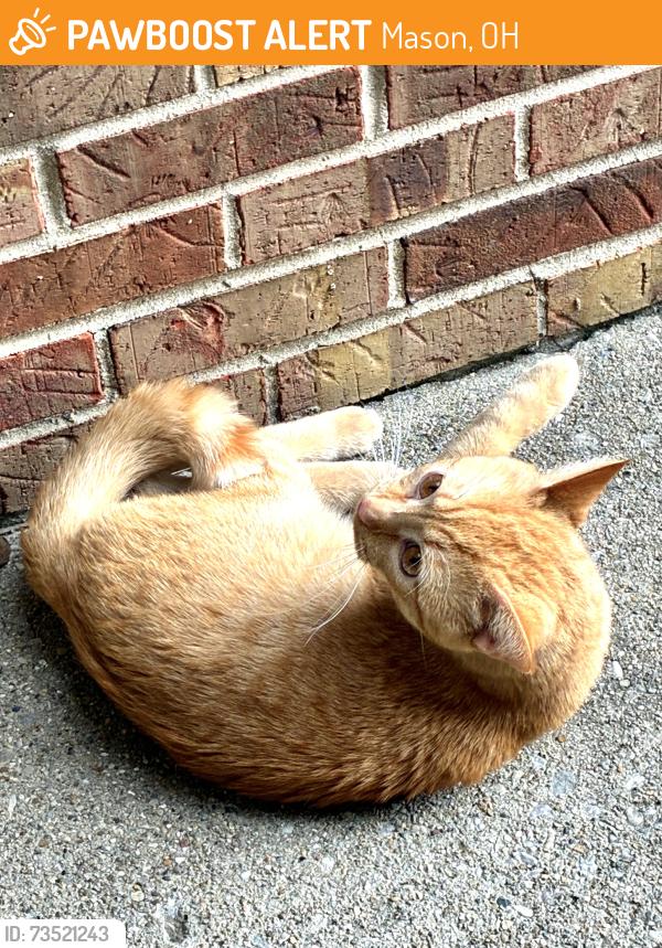 Found/Stray Male Cat last seen Near Four seasons dr Mason Ohio 45040, Mason, OH 45040