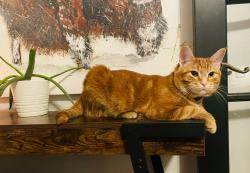 Reunited Male Cat last seen George Moss Park, Calgary, AB T2C 0X3