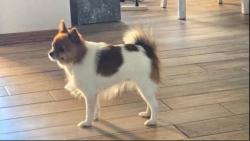 Reunited Female Dog last seen Near sw 111th st Oklahoma city, Oklahoma City, OK 73170