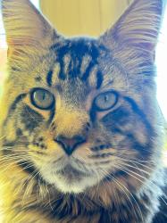 Lost Male Cat last seen The meadows, Greensburg, PA 15601