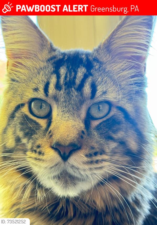 Lost Male Cat last seen The meadows, Greensburg, PA 15601