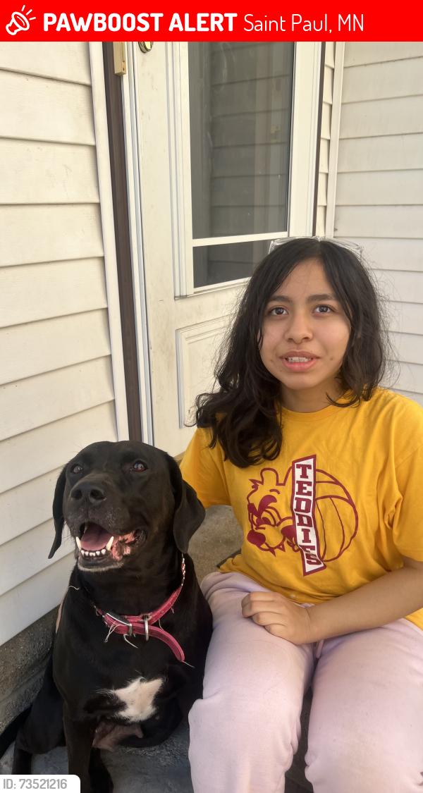 Lost Female Dog last seen Annapolis street, Saint Paul, MN 55118