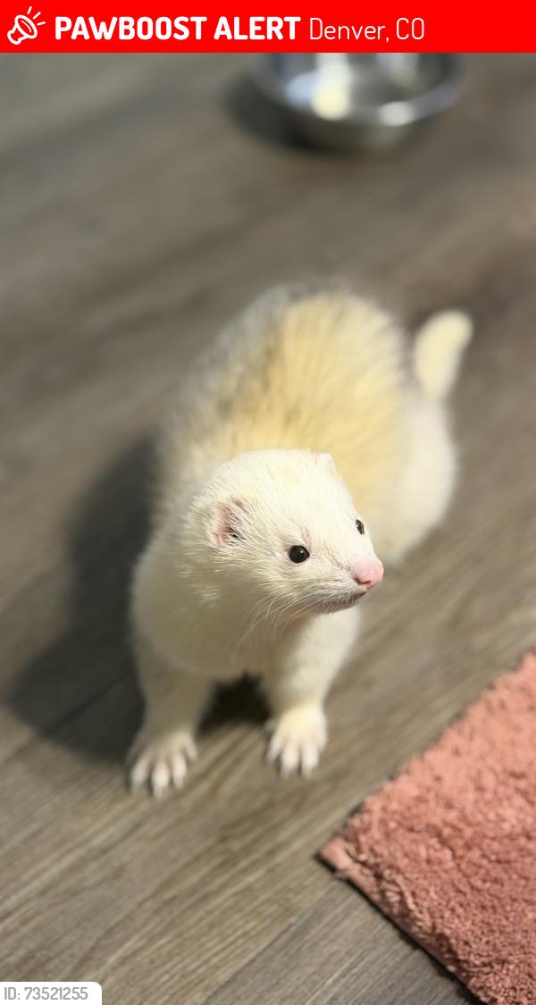 Lost Male Ferret last seen Near n yampa st, Denver, CO 80249