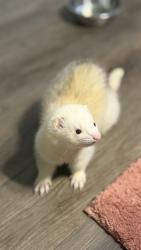 Lost Male Ferret last seen Near n yampa st, Denver, CO 80249