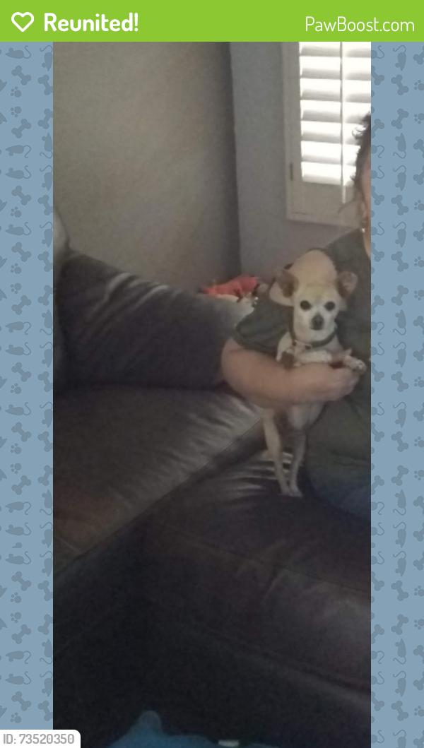 Reunited Female Dog last seen 91st ln and Royal Palm, Peoria, AZ 85345