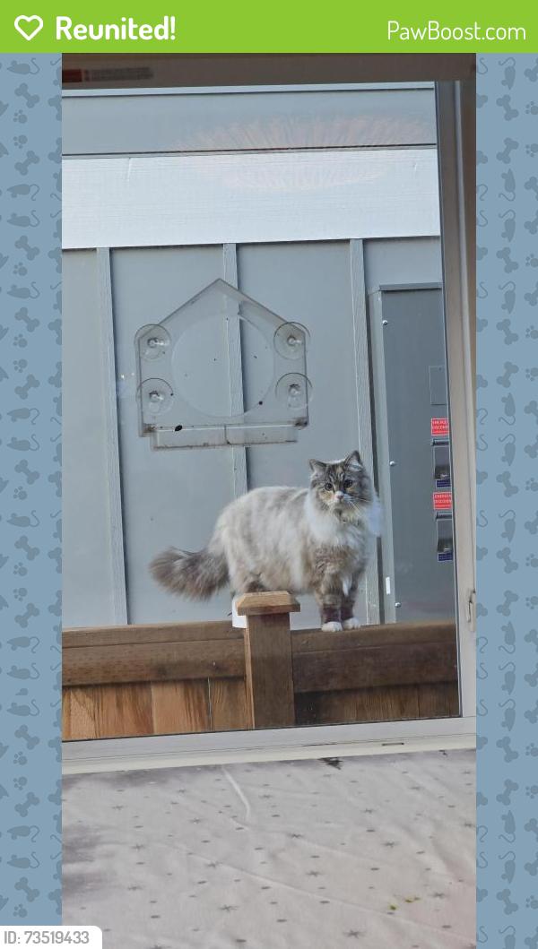 Reunited Female Cat last seen Near 5th Ave NW Seattle WA 98107, Seattle, WA 98107