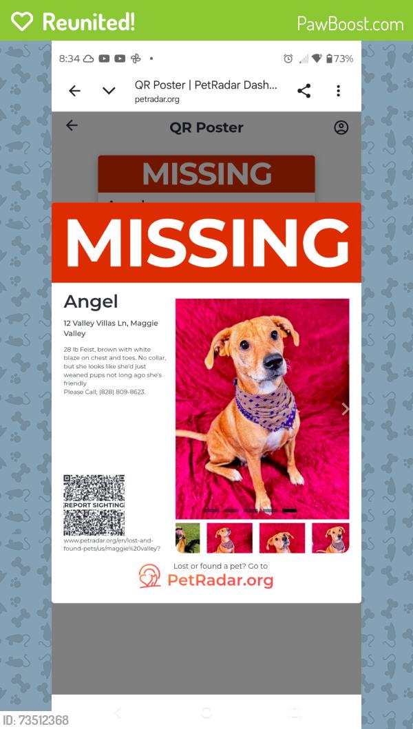 Reunited Female Dog last seen Valley villas lane, Maggie Valley, NC 28751