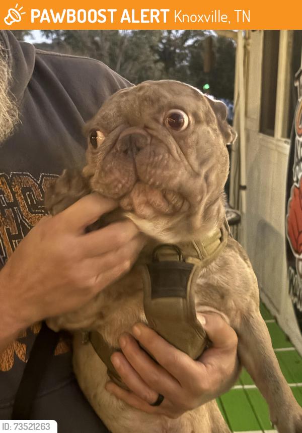 Found/Stray Male Dog last seen inskip rd, Knoxville, TN 37912