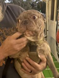Found/Stray Male Dog last seen inskip rd, Knoxville, TN 37912