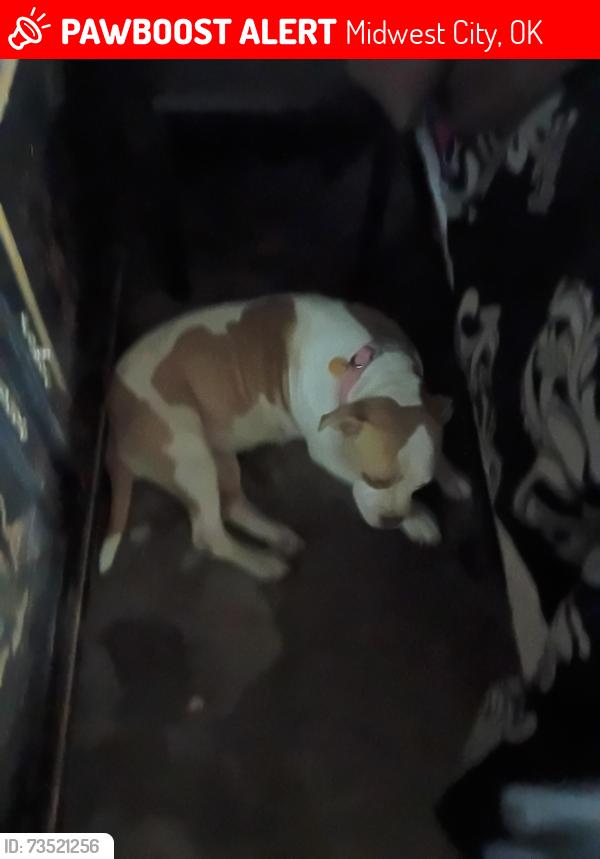 Lost Female Dog last seen N.e. 10th and Midwest blvd, Midwest City, OK 73110