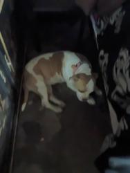 Lost Female Dog last seen N.e. 10th and Midwest blvd, Midwest City, OK 73110