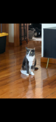 Lost Female Cat last seen Woodland park, Metuchen, NJ 08840