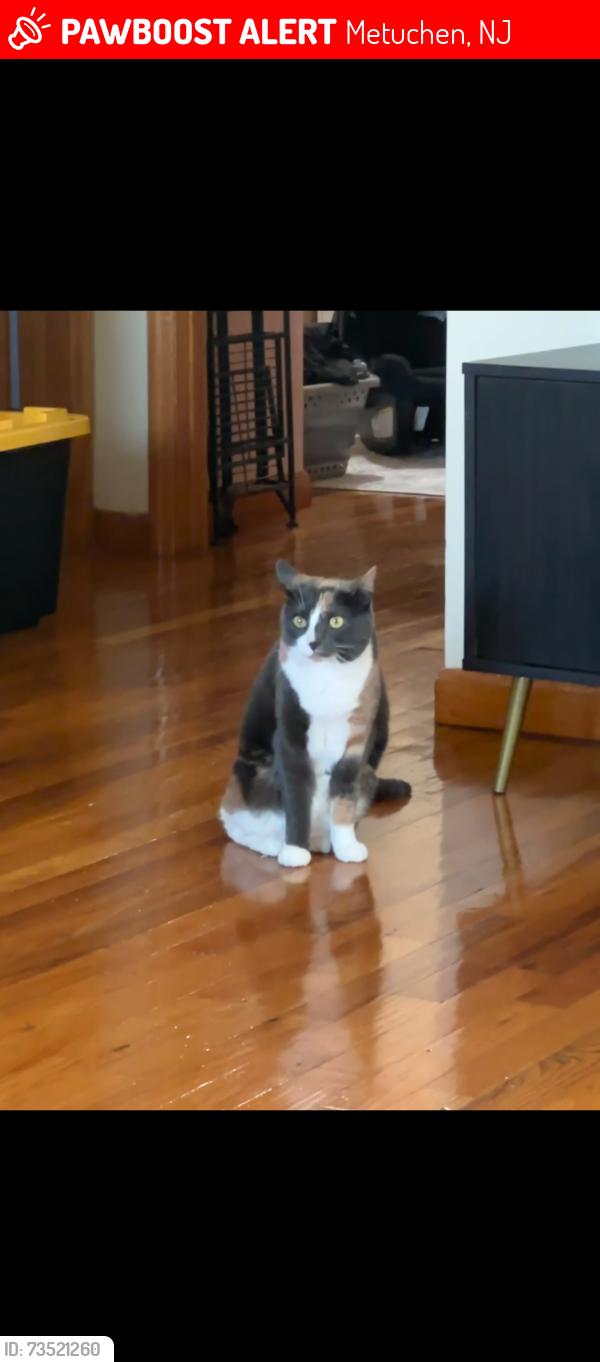 Lost Female Cat last seen Woodland park, Metuchen, NJ 08840