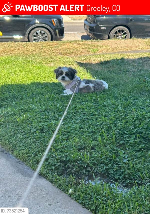 Lost Female Dog last seen 23rd ave, Greeley, CO 80631