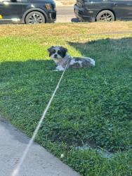 Lost Female Dog last seen 23rd ave, Greeley, CO 80631