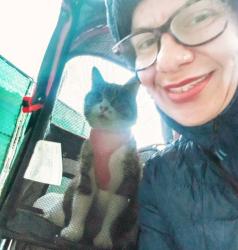 Lost Female Cat last seen Pasadena ave, Los Angeles, CA 90065