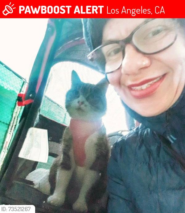 Lost Female Cat last seen Pasadena ave, Los Angeles, CA 90065