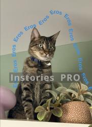 Reunited Male Cat last seen Hemingway chapel rd, Conway, SC 29527