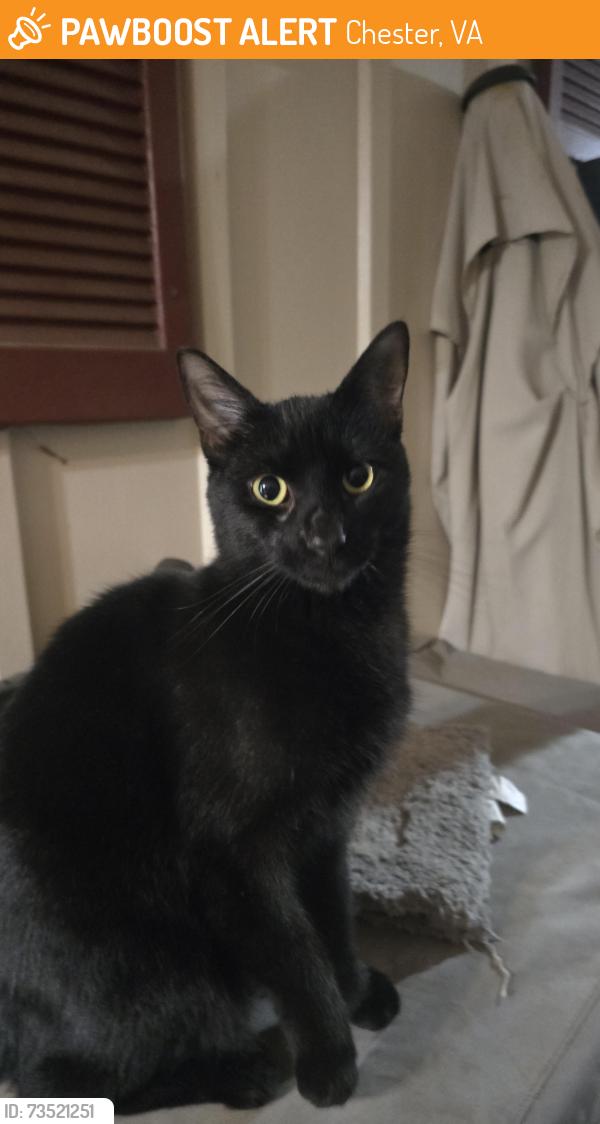 Found/Stray Male Cat last seen Old Stage Rd, Chester VA, Chester, VA 23836