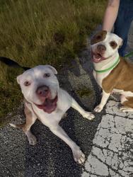 Found/Stray Male Dog last seen Near town center parkway, Jacksonville, FL 32246