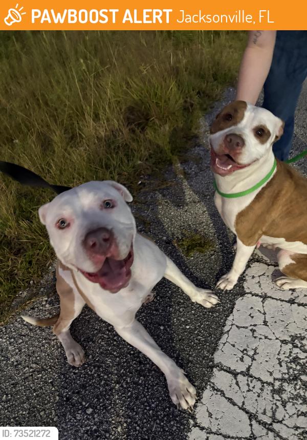 Found/Stray Male Dog last seen Near town center parkway, Jacksonville, FL 32246