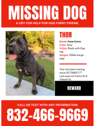Lost Male Dog last seen fulton st. & tidwell rd., Houston, TX 77076