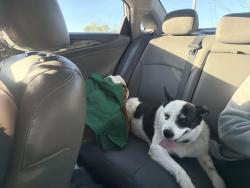 Reunited Female Dog last seen Palmer road and hickory ridge area, Lebanon, TN 37087