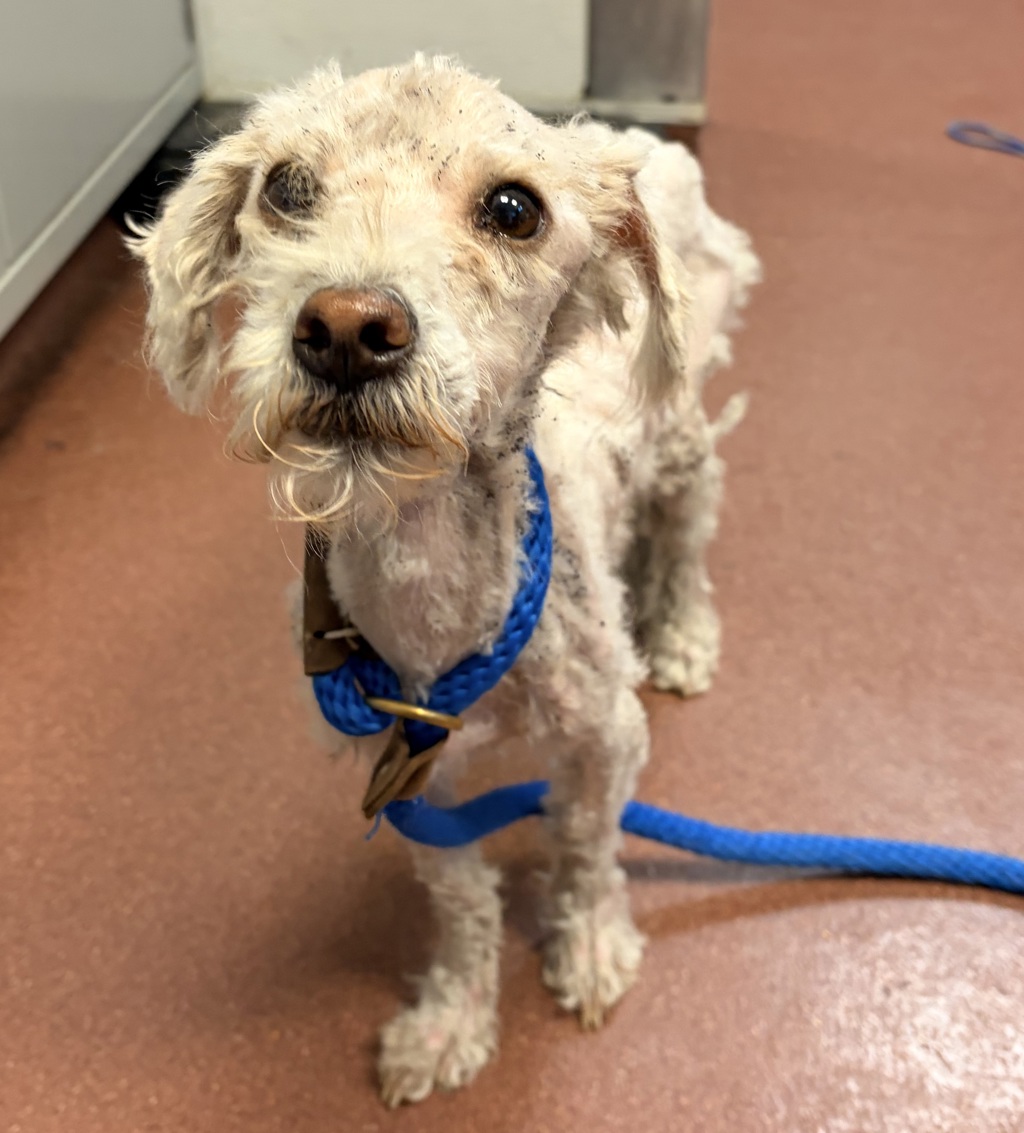 Shelter Stray Male Dog last seen Near Olive Street, SAN LEANDRO, CA, 94578, 8323 Baldwin St, Oakland, CA 94621, USA