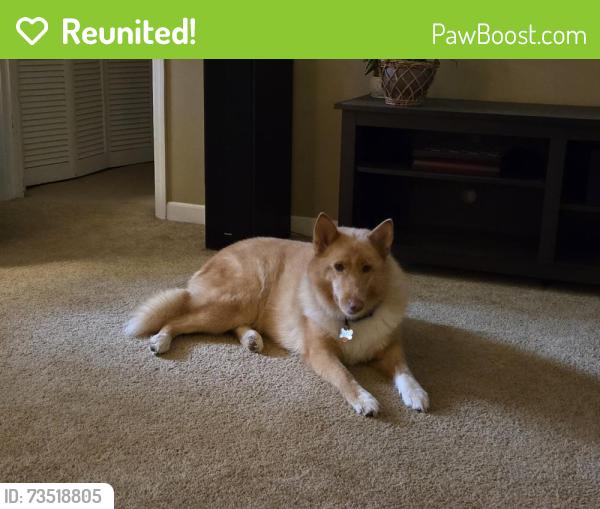 Reunited Female Dog last seen East Victor Hill and Berry Shoals, Duncan, SC 29369