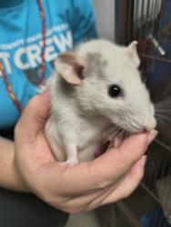 Shelter Stray Female Other last seen Near S Camino Real Drive, SALT LAKE CITY, UT, 84117, 511 W 3900 S, Salt Lake City, UT 84123, USA