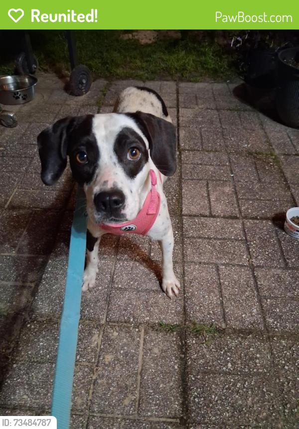 Reunited Unknown Dog last seen Wild Horse Dr and P.J. Adams Pkwy, Crestview, FL 32536