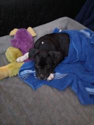 Reunited Female Dog last seen Oxenham ave and Alexson St, Shady Hills, FL 34609