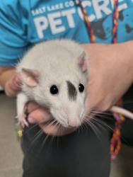 Shelter Stray Female Other last seen Near S Camino Real Drive, SALT LAKE CITY, UT, 84117, 511 W 3900 S, Salt Lake City, UT 84123, USA