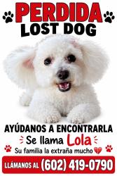 Lost Female Dog last seen 99th and broadway, Tolleson, AZ 85353