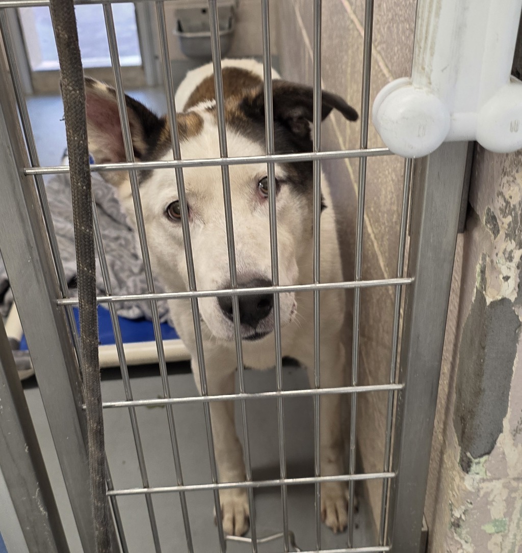 Shelter Stray Male Dog last seen NE 235th & Sandy Blvd, Walmart, TROUTDALE, OR, 97060, 1700 W Historic Columbia River Hwy, Troutdale, OR 97060, USA