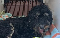 Shelter Stray Female Dog last seen SE 122nd, OR, 1700 W Historic Columbia River Hwy, Troutdale, OR 97060, USA