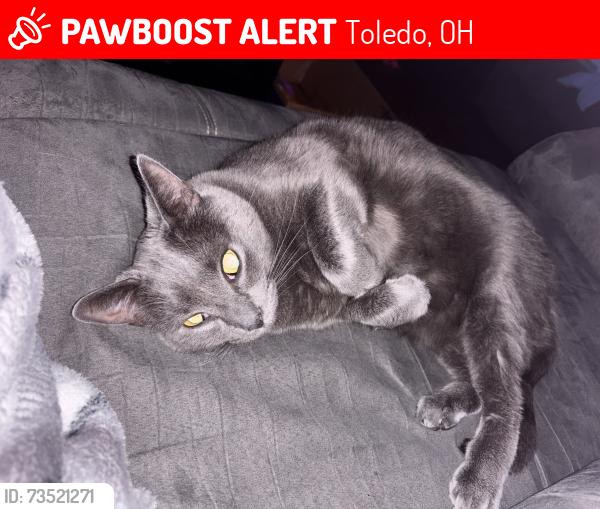 Lost Male Cat last seen home, Toledo, OH 43611