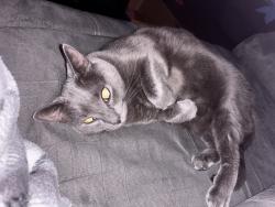 Lost Male Cat last seen home, Toledo, OH 43611
