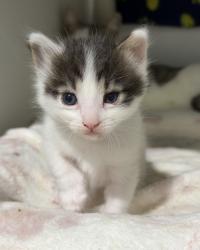 Shelter Stray Female Cat last seen Near 41st Street, San Diego, CA, 92102, 5500 Gaines St, San Diego, CA 92110, USA
