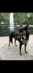 Lost Female Dog last seen Rocky point, Flower Mound, TX 75022