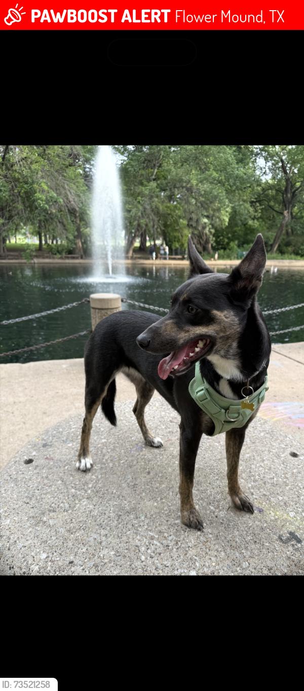Lost Female Dog last seen Rocky point, Flower Mound, TX 75022