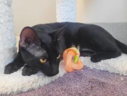 Shelter Stray Male Cat last seen Near Grossmont Drive, El Cajon, CA, 92020, El Cajon, CA 92020, USA
