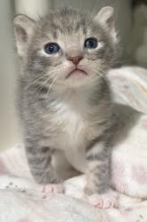Shelter Stray Male Cat last seen Near 41st Street, San Diego, CA, 92102, 5500 Gaines St, San Diego, CA 92110, USA