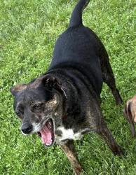 Reunited Male Dog last seen Old county road corridor of Severna Park, between Belleview & Rugby Hall, Severna Park, MD 21146