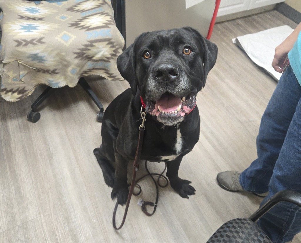 Shelter Stray Male Dog last seen Near N Coast Highway, Oceanside, CA, 92054, Oceanside, CA 92058, USA