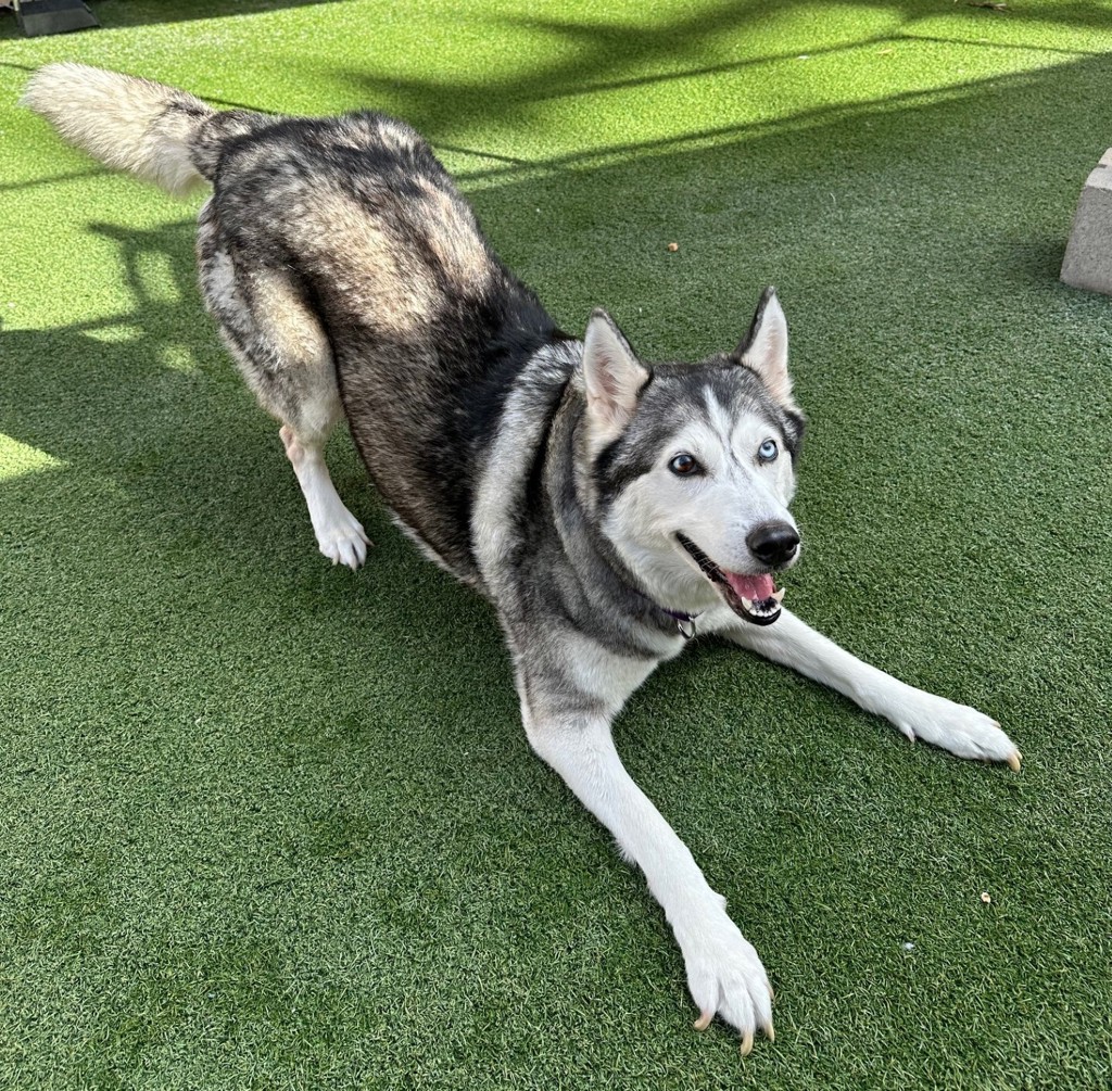 Shelter Stray Female Dog last seen Near Oceanside Boulevard, Oceanside, CA, 92054, Oceanside, CA 92058, USA