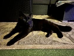 Lost Male Cat last seen Blue Mountain Street and Smith Avenue, Coquitlam, BC V3J 4S1