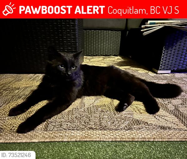 Lost Male Cat last seen Blue Mountain Street and Smith Avenue, Coquitlam, BC V3J 4S1