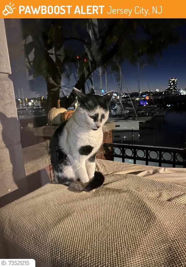 Found/Stray Male Cat last seen Paulus Hook - Warren St & Dudley St, Jersey City, NJ 07302